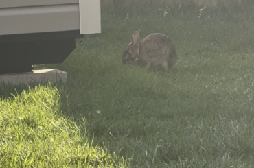 Here’s my wild bunny I have befriended