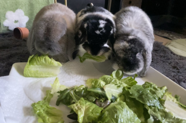 bunny mukbang