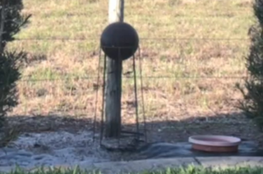 Place your bets! It's Thumper vs Roger Rabbit!