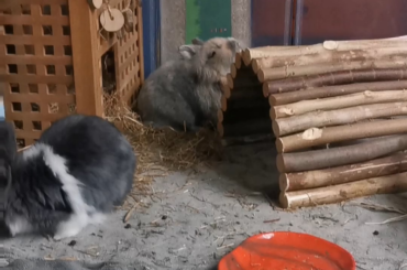 does anyone recognize this behavior?