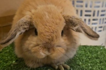 Update: airplane ears are still airplane-ning