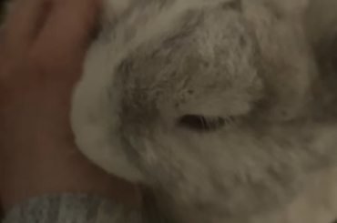 kisses for the hooman