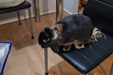 Minuit helping with the hay sorting