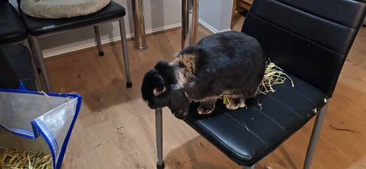 Minuit helping with the hay sorting