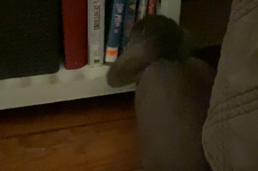 How to stop this behavior? Or just accept it and redecorate it.