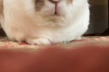 Here is a more common sound he makes almost all the time.