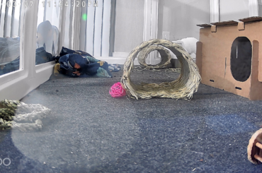 What could it be, if not mites or fleas?