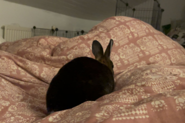 Noisette makes the bed