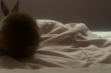 Mommy can’t sleep because of morning bunny zoomies 🐇💨