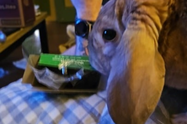 No cookies for Fluffy