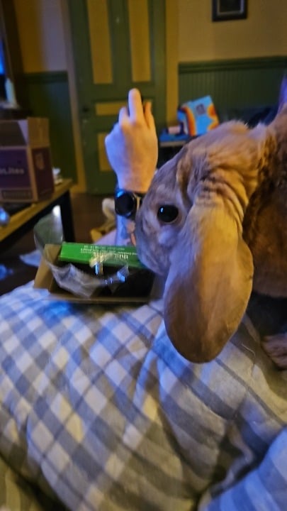 No cookies for Fluffy