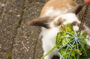 Bunnies enjoying their greenies