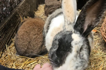 The best feeling as a bunny parent