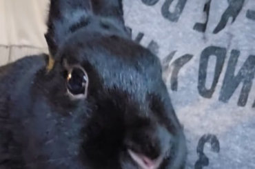Jet makes a *very* important (rabbit only) announcement.