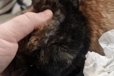 Grinding teeth 'n' pets