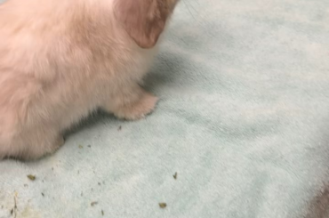 The world’s bravest girl had her first vet appointment