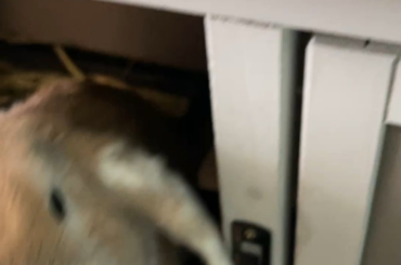 A messy little treat!😋🫐