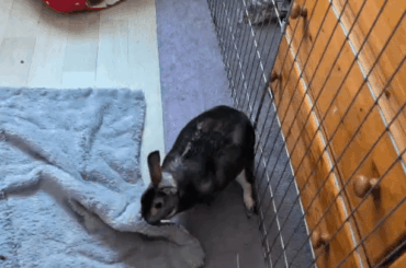 Meet Pearl our foster bunny 💚