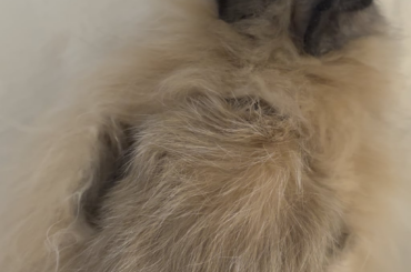 need help !! her fur came out