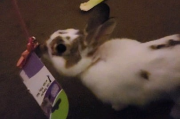 The easiest entertainment