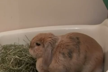 Rabbit keeps sneezing