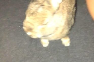 Bunny at the supermarket 🛒