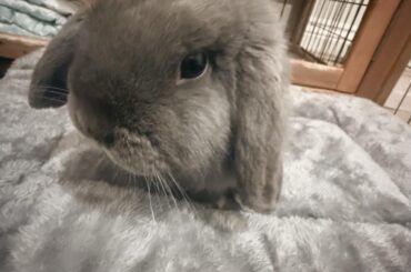 This boy got castration tomorrow 🥺please wish him luck i’m so worried😭🤞🏼🍀