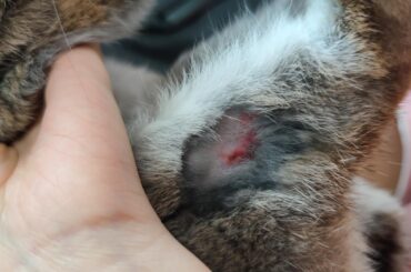 Why does my bunny's leg looks like this after blood test? Is it normal?