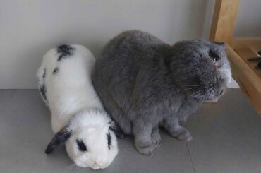 my adorable babies