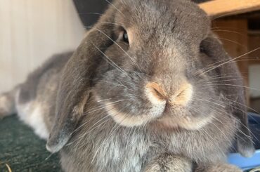 She looks so regal when she sits with crossed paws ❤️