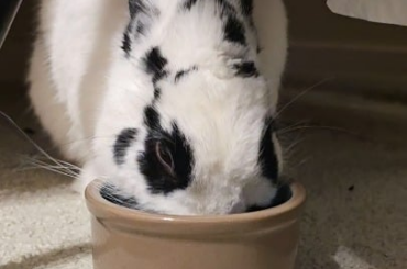 Onion drinking water.