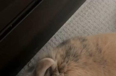 vincent ran out of chew sticks that meet his standards