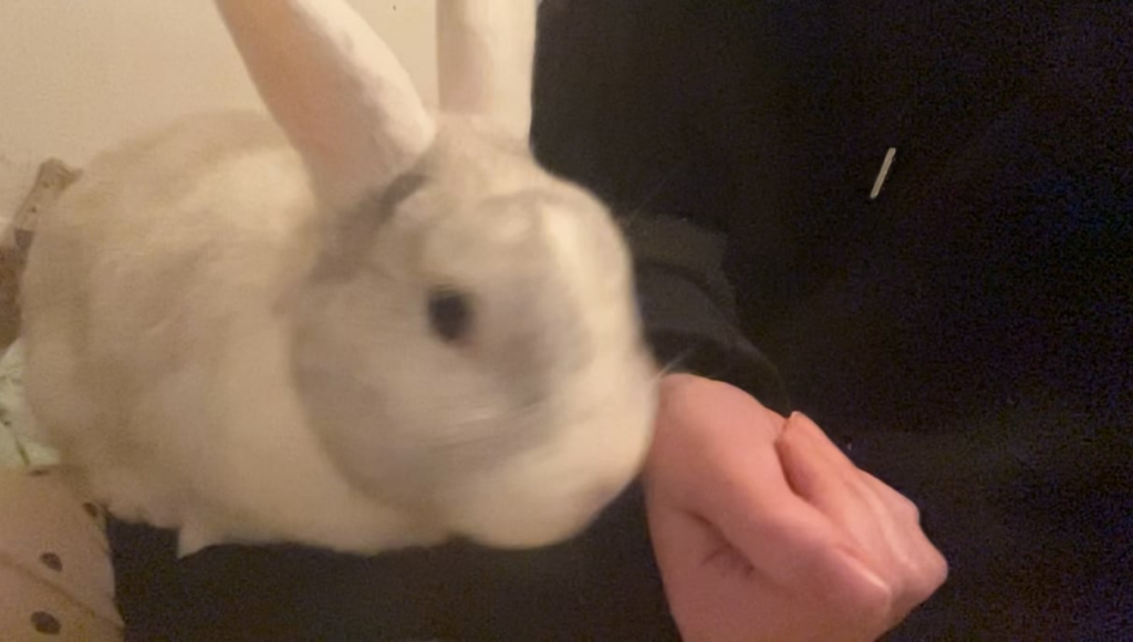 he loves this food so much that he cant wait until i filled his bowls up LMAO