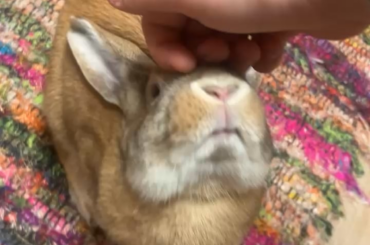 She likes to look at me for pets