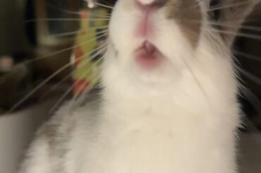 Bunny pees on bed