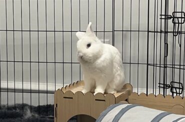 The King Is Displeased