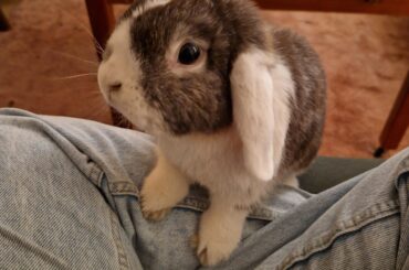 Fluffy