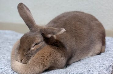 dewlap attack!