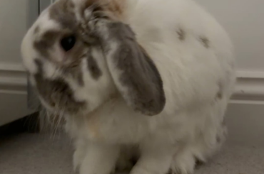 My timid bunny constantly shows me mixed signals