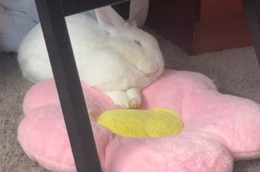 sleepy flower boy!