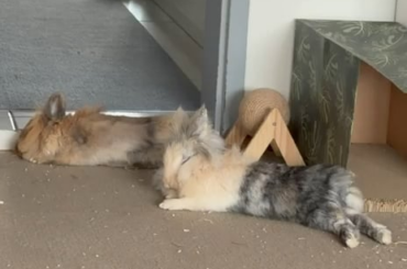 I want to be one of them 🥹🐰