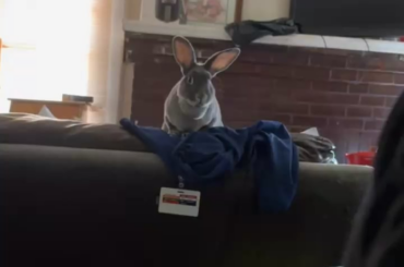Tulip just has that look that she’s about to do something she’s not supposed to.