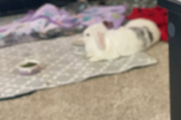 I am so done with her!! 🤣🤣 Little Ms. Princess Ba-boh having a sip while lounging around..