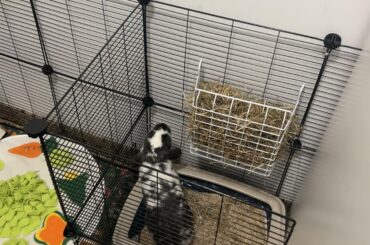 Today in: my rabbit explore spaces he’s not supposed to be in. Part 2: electric bunnyloo