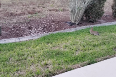 3 Fiesty Bunnies today!