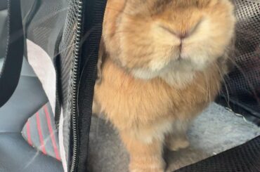 Romeo hates car rides