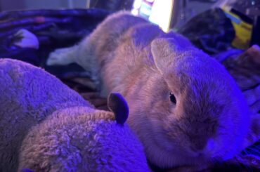 Chilling with Willow tonight :P