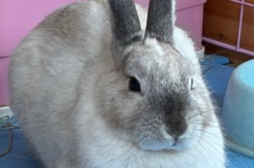 My rabbit's breed update !
