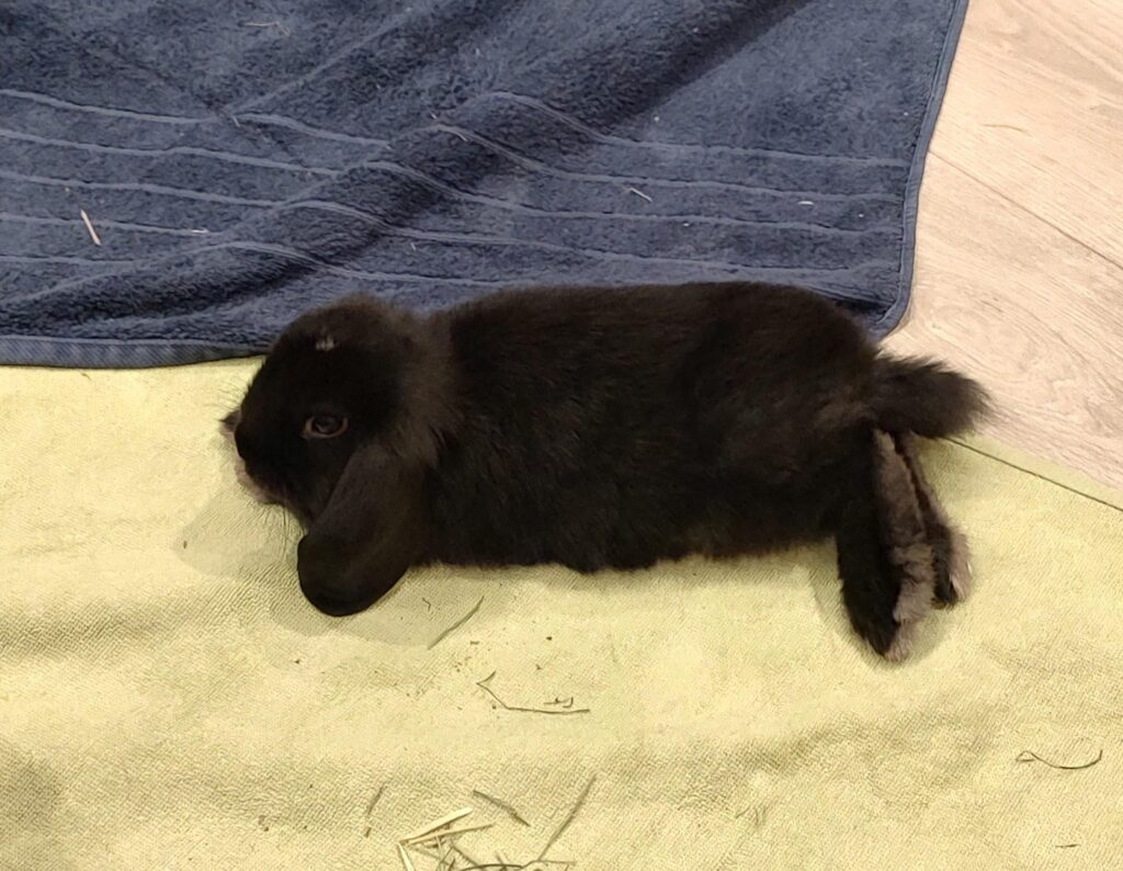 Bunny is just not a big fan of pets?