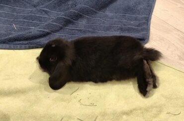 Bunny is just not a big fan of pets?